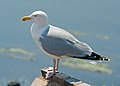 Şehingê zîvîn (Larus argentatus)