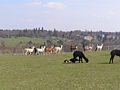 Lama glama (back), Vicugna pacos (front)