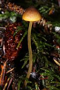 Spécimen dans le parc national de Redwood.