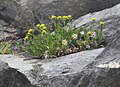 Inyo tonestus on cliff-face ledge, with dried remnants