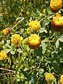 Trifolium badium