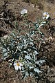 Prickly poppy (Argemone munita) plant