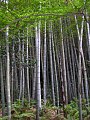 Bambuaro (de Phyllostachys edulis) en Kamakura, Japanio