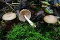 Entoloma rhodopolium