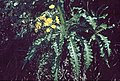 Sonchus hierrensis