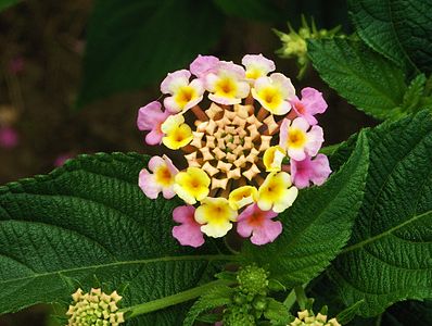 Lantana camara by Alvesgaspar