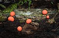 13 Lycogala epidendrum Blutmilchpilz uploaded by Holleday, nominated by Citron