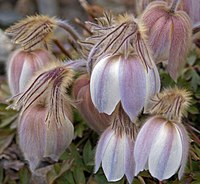 Pulsatilla vernalis