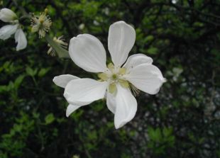 Dværgcitron har smukke, duftende blomster.