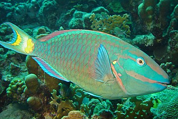 Relatively defenceless parrotfish feed on algae.