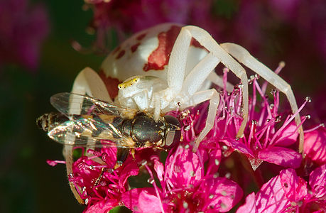 ♀ Misumena vatia (Goldenrod Crab Spider), with Syrphidae sp.