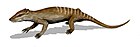 Yanoconodon allini