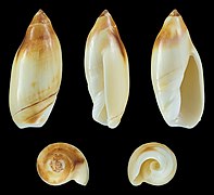 Ancilla ampla (Wide-mouth Ancilla), shell