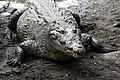 Cocodrilo americano / American crocodile - Photo taken at La Manzanilla, Jalisco, Mexico / Foto tomada en La Manzanilla, Jalisco, México