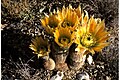 Echinocereus dasyacanthus