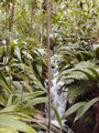 Planten in het Humid Tropics Biome