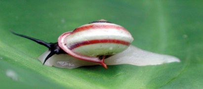 February 28: the snail Helicinida rhodostoma