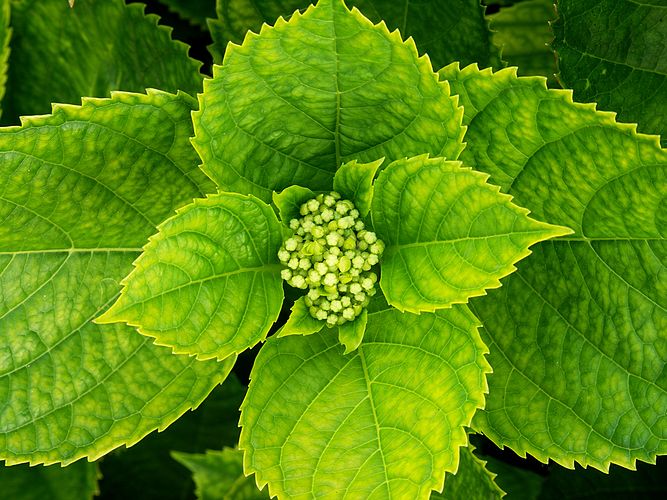 Листья и бутоны гортензии крупнолистной (Hydrangea macrophylla)