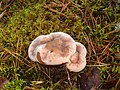 Hydnellum peckii