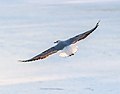 * Nomination Flying black-headed gull --Ermell 06:23, 12 June 2021 (UTC) * Promotion  Support Good quality. --Knopik-som 08:47, 12 June 2021 (UTC)