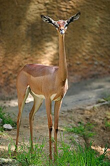 Lightmatter gerenuk.jpg