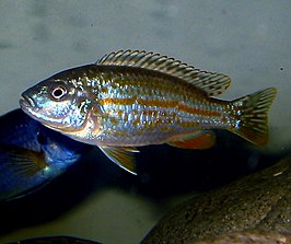 Melanochromis