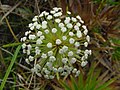 Paepalanthus polyanthus