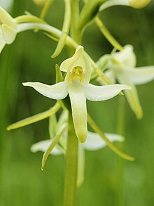 Kahelehine käokeel Platanthera bifolia