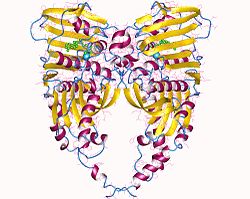 DNA-Gyrase