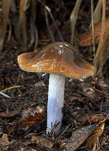 Cortinarius vanduzerensis, by John Kirkpatrick