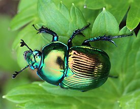 Зелёная форма окраски Phelotrupes (Chromogeotrupes) auratus f. viridiaurea (Nakane, 1952)