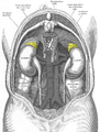 Situs abdominalis cum glandulis suprarenalibus