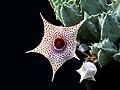 Huernia piersii