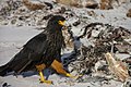 Striated caracara