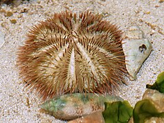 Lytechinus variegatus (Variegated sea urchin)