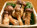 Tricholoma matsutake - männyntuoksuvalmuska