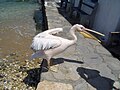 One of the Mykonos pelicans. See en:Petros (pelican).