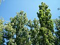 Populus nigra in Hungary