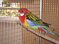 Rosella oriental