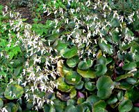 Saxifraga stolonifera