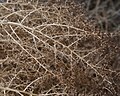 Tumbleweed or Russian thistle, branch detail in dry tumbled form