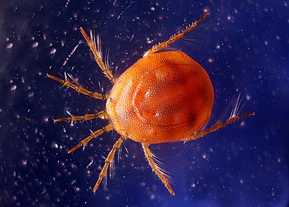 Hydrachnidia (Water Mite)