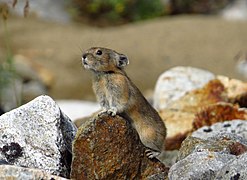 Ochotona hyperborea (Ochotonidae)