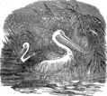 English: Pelican. Picture from popular bible encyclopedia of Archimandrite Nicephorus (1892). Русский: Пеликан. Иллюстрация из иллюстрированной библейской энциклопедии архимандрита Никифора (1892)