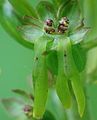 Listera ovata, Zwillingsblüte