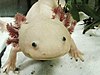 Axolotl