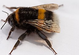 Bombus terrestris; erlastar arrunta.