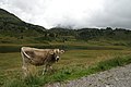 Kalbelesee am Hochtannbergpass