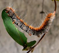 Chenille de Bombyx de la ronce sur du Chèvrefeuille