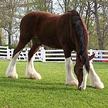 a grazing bay horse with four white legs